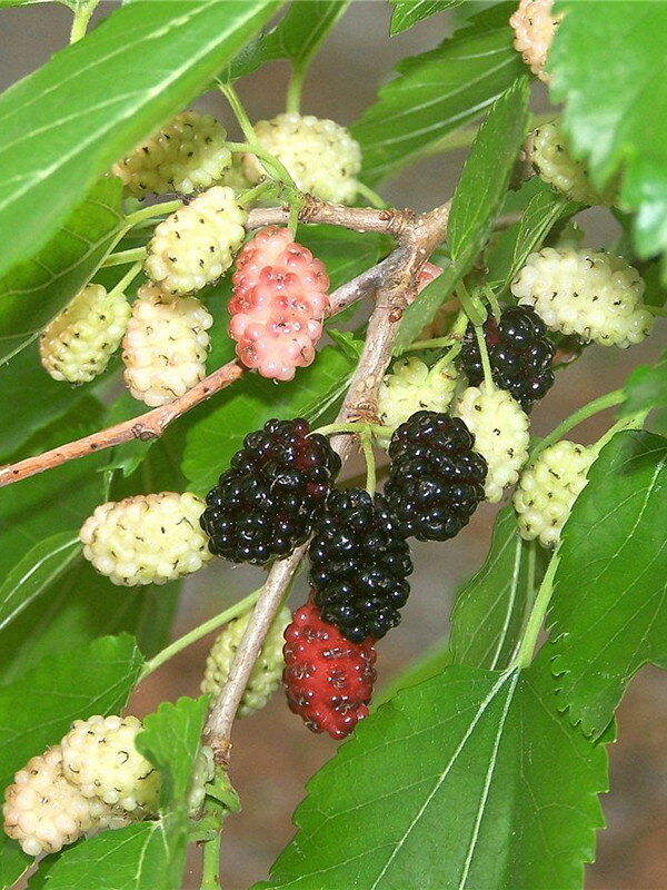 Mulberry tea (Тутовый чай, 100гр) Зеленый чай из шелковицы  помогает при возрастных заболеваниях, высоком давлении, контролирует вес тела, снимает сильное напряжение, снижает холестерин, понижает уровень сахара в крови, укрепляет кости, улучшает зрение.