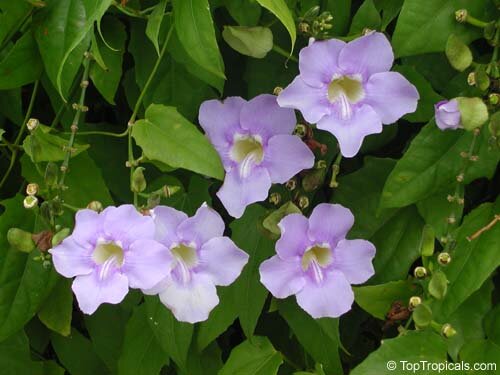 чай РАНГ ДЖУД "Thunbergia laurifolia " - очищение организма, антиоксидант Антиоксидант, выводит токсины из организма, укрепляет иммунную систему, используется  для лечения наркотической, алкогольной и никотиновой зависимости. 